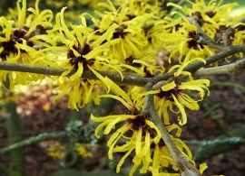 hamamelis_mollis_2 (1)